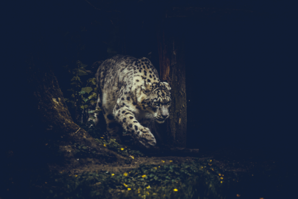 2024 - le chasseur