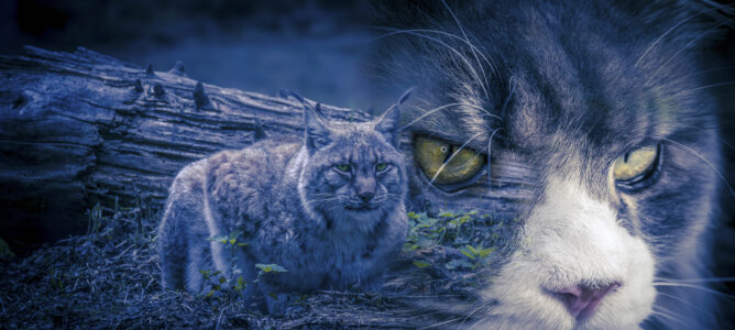 2024 – Maine Coon vs Lynx : Remise de 30%